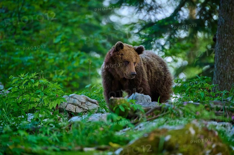 A bear stands in the middle of a green forest, looking curiously around, European brown bear (Ursus arctos), Slovenia