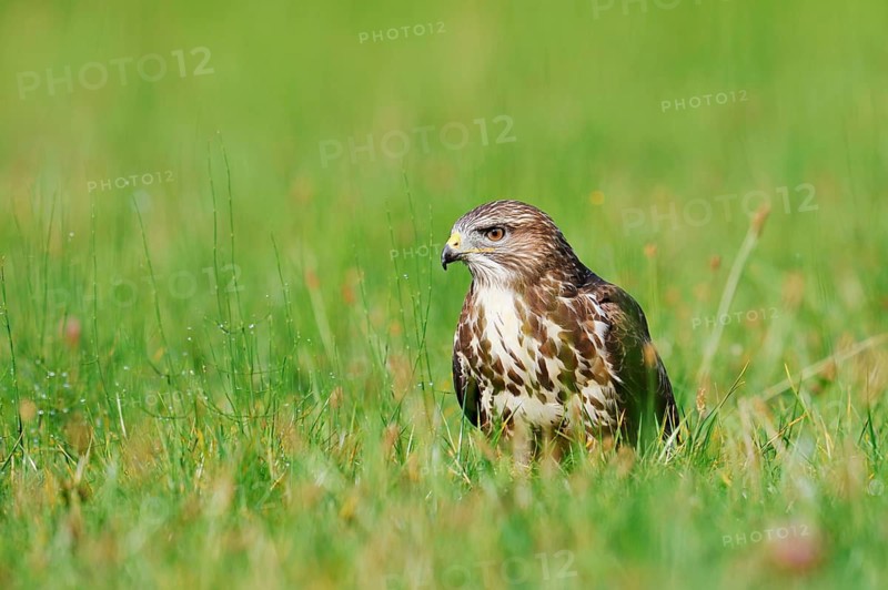 Common buzzard (Buteo buteo) sitting in a meadow, North Rhine-Westphalia, Germany