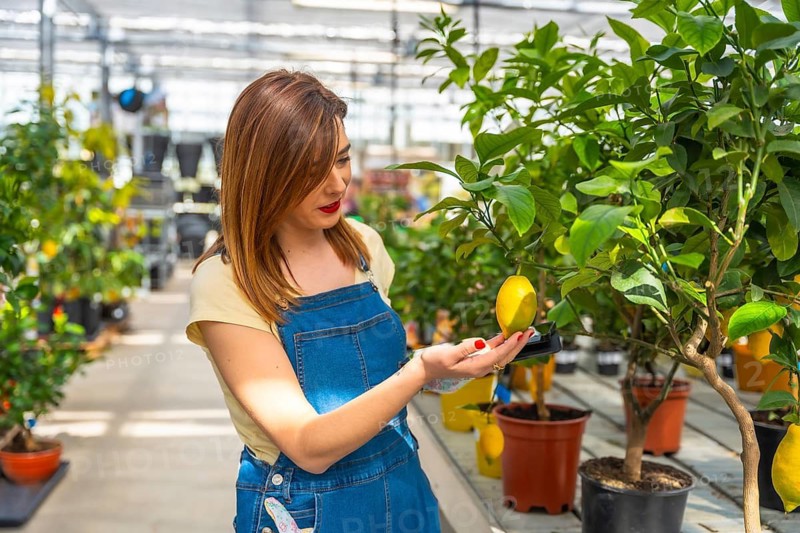Woman in overalls inspecting a ripe lemon on a potted citrus tree in a bright greenhouse, selecting plants for her garden while shopping at a nursery, smiling and engaged