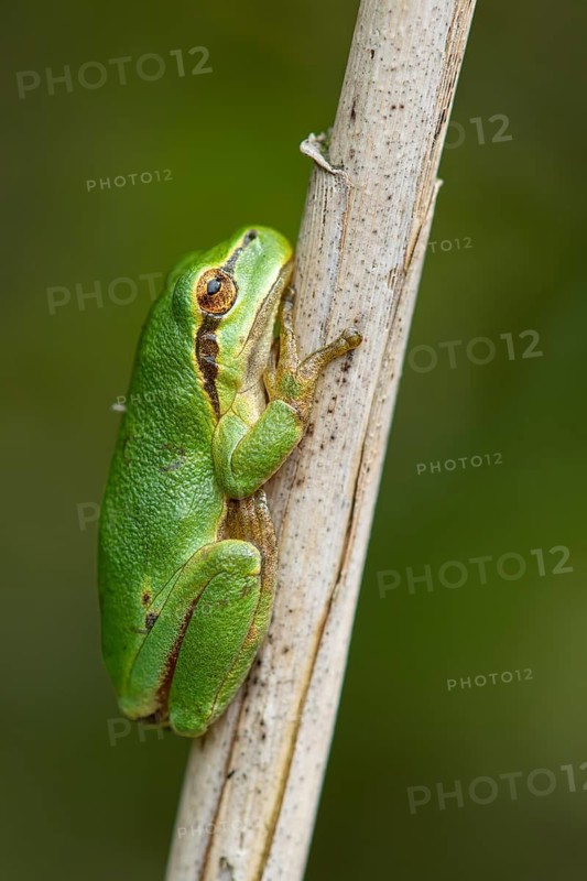 European tree frog (Hyla arborea), Zandvort, Netherlands