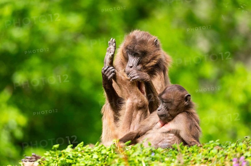 Two Gelada (Theropithecus gelada) female eavesdrop on each other, captive, distribution africa
