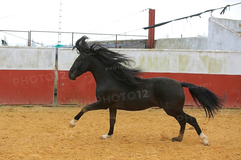 Andalusian horse, jumping, arena, black, black horse