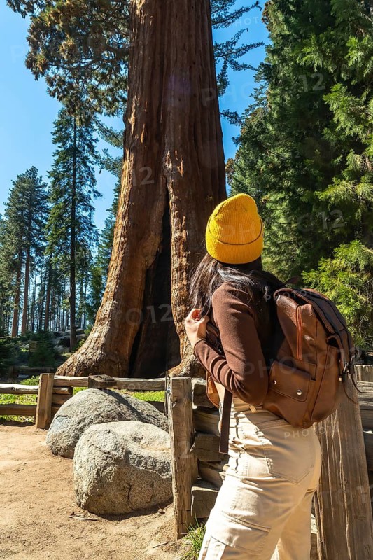 Woman in yellow beanie and brown backpack gazes upward among towering ancient sequoias, sunlight filtering through the serene, majestic forest in sequoia national park, california