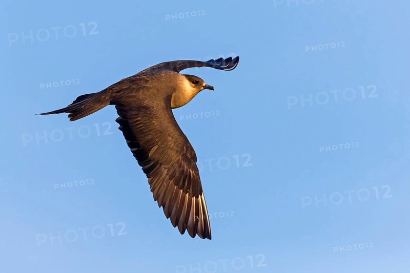 Parasitic skua, (Stercorarius parasiticus), animals, birds, seabird of the Stercorariidae family), Varanger, Finnmark, Norway