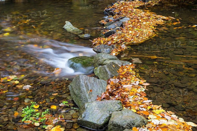 Colourful autumn leaves and stones in Rote Weisseritz in Rabenauer Grund, Rabenau, Saxony, Germany
