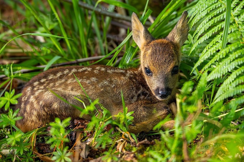 Fawn (Capreolus capreolus) lying in the forest after being rescued, fawn rescue, Upper Danube nature park Park, Baden-Württemberg, Germany