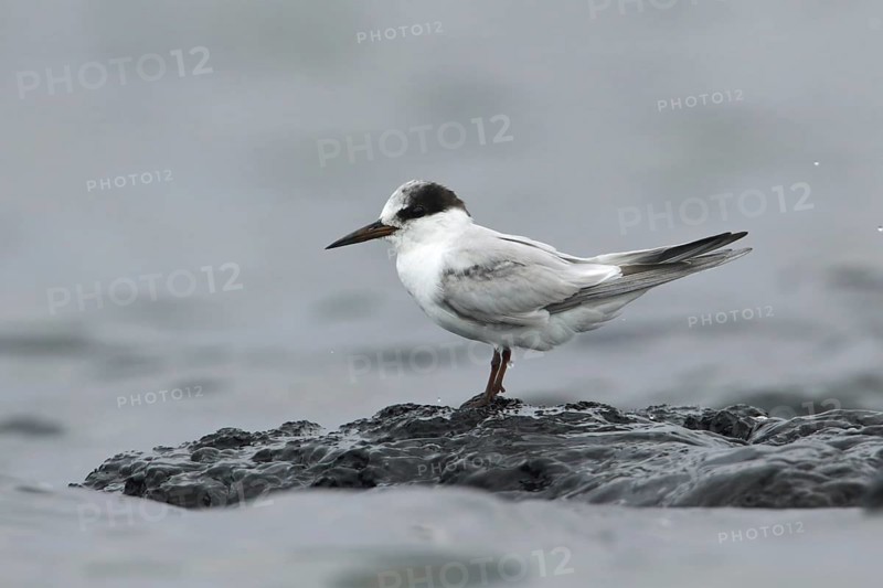 Little Tern (Sternula albifrons), Victoria, Australia