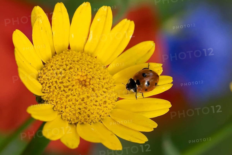Seven-spot ladybird or ladybug (Coccinella septempunctata) adult insect on a Corn marigold flower in summer, Suffolk, England, United Kingdom