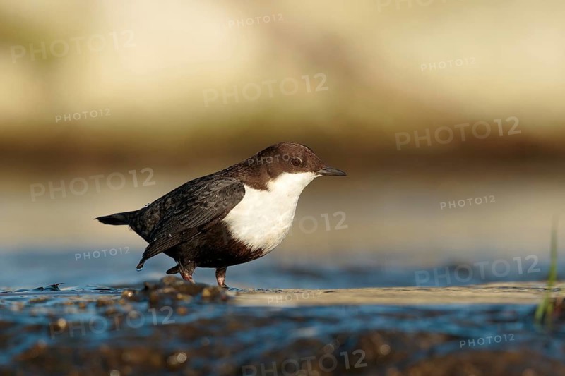 Zwartbuikwaterspreeuw, Black-bellied Dipper, Cinclus cinclus cinclus