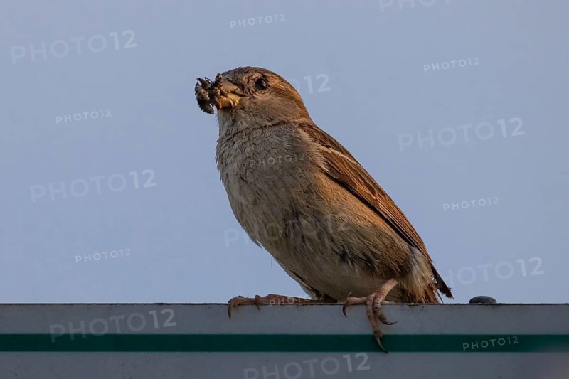 A sparrow sits on a signpost near Frankfurt am Main, Frankfurt am Main, Hesse, Germany in the morning with prey in its beak