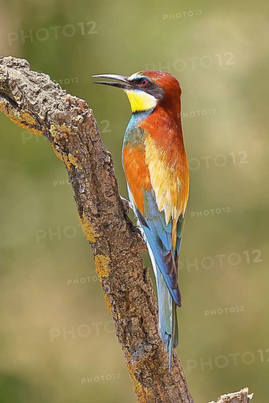 European bee-eater (Merops apiaster) perched on a branch, Lake Neusiedl, Burgenland, Austria