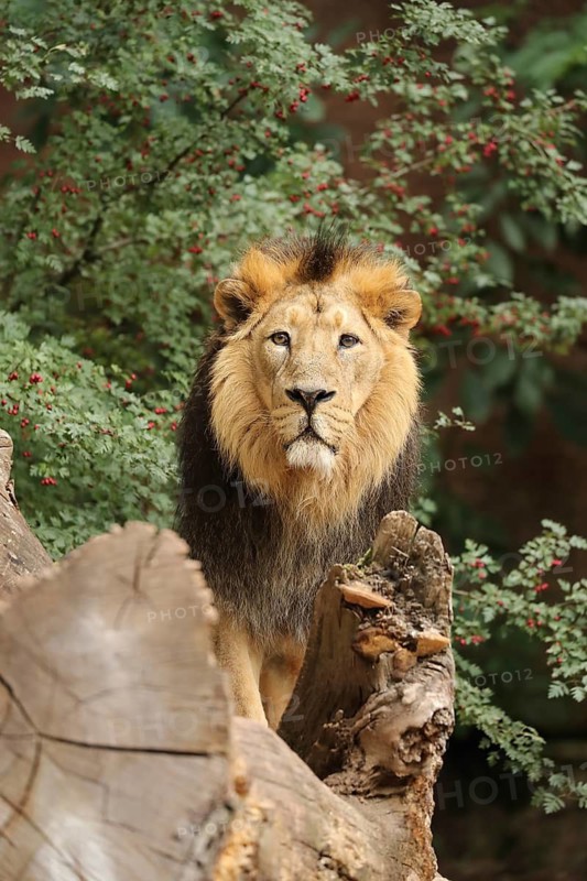 A lion stands majestically on a tree trunk against a green backdrop, Asiatic Lion (Panthera leo persica), male, standing on a tree trunk, in captivity, native to India