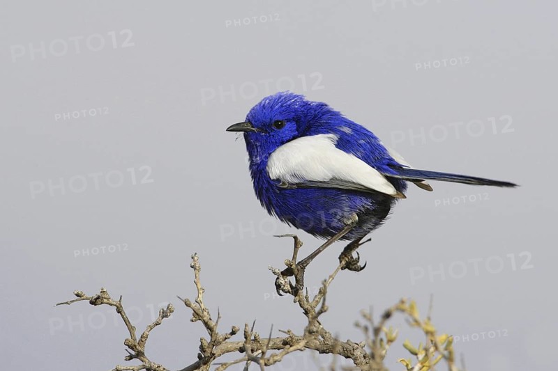White-winged Fairywren (Malurus leucopterus) male, New South Wales, Australia