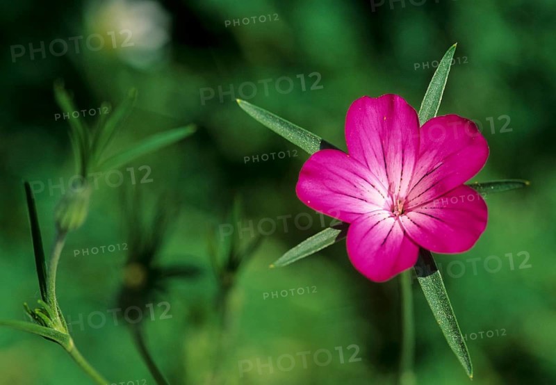 Field Crown, Agrostemma Githago, Caryophyllaceae, Clock Flower, Corn Carnation, Grain Grain, Corn Rose, Carnation, Pisspoettken, Common Corn-Cockle, Flora, Plants