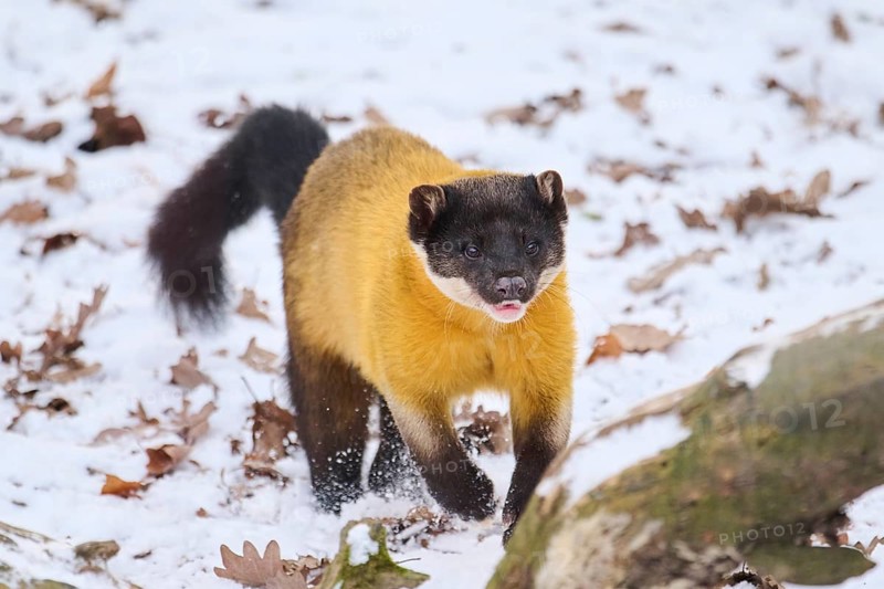 Yellow-throated marten (Martes flavigula) running in the snow in winter, Germany