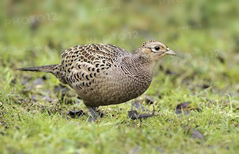 Common Pheasant (Phasianus colchicus) female, British Columbia, Canada