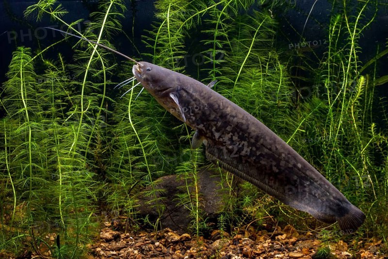 European catfish, river catfish, predatory fish, Sheidfish, Silurus glanis, catfish, fish, fishes, pisces, sheatfish, catfish