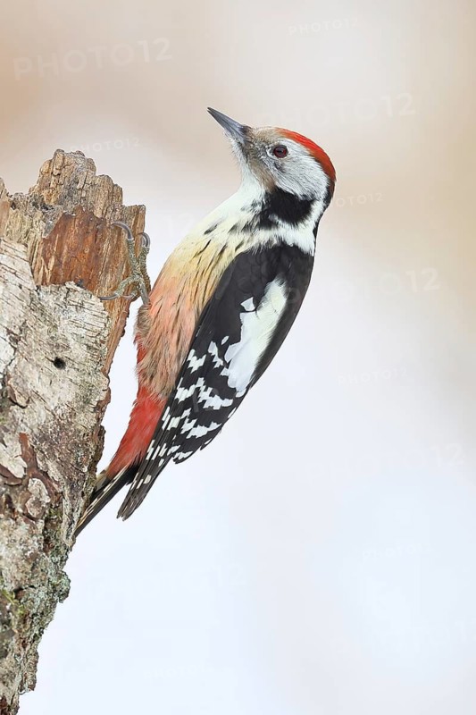 Middle Spotted Woodpecker (Dendrocopos medius) foraging on the trunk of a grey birch (Betula populifolia) in winter, Wilnsdorf, North Rhine-Westphalia, Germany