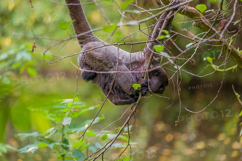 A common woolly monkey, brown woolly monkey, or Humboldt's woolly monkey (3) (Lagothrix lagothricha) climbs in a tree