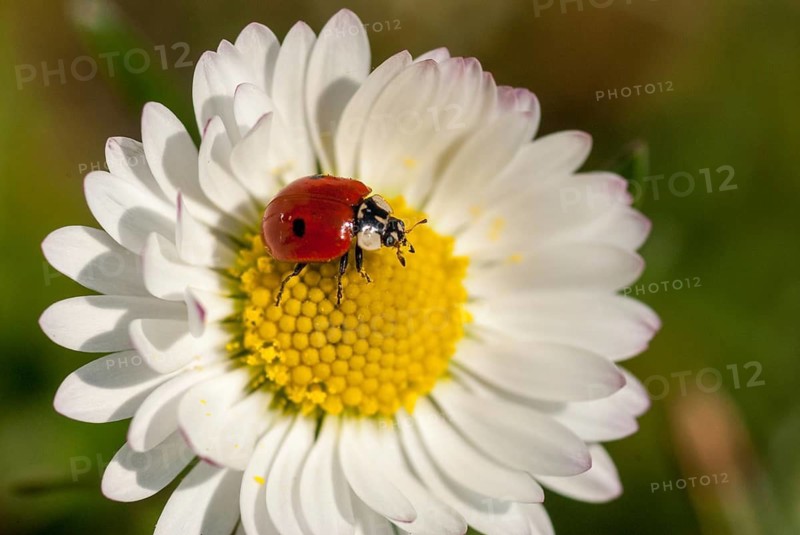 Asian ladybeetle, Asian ladybug, coccinellidae, coccinellinae, harlequin ladybird, harmonia axyridis, ladybird, ladybird, multicolored ladybird, beetle, coleoptera, harlequin, insects, beetles, leo, multicolored Asian