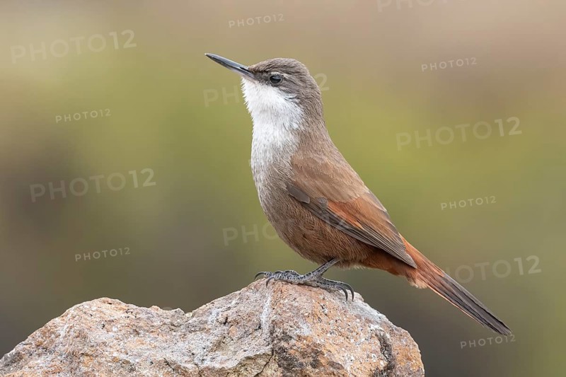 Crag Chilia (Ochetorhynchus melanurus) perched on a rock, Metropolitana, Chile