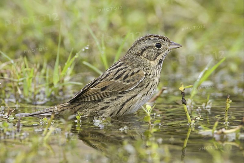 Lincoln's Sparrow (Melospiza lincolnii), Texas, USA