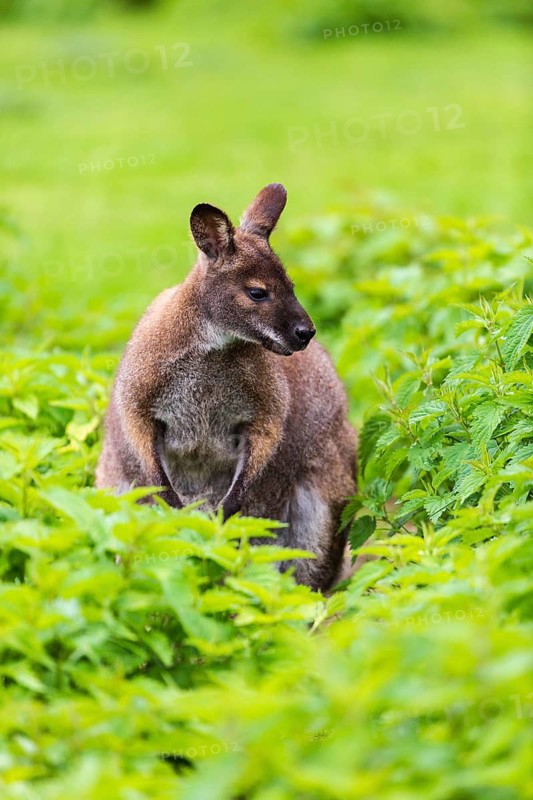 Red-necked wallaby or Bennett's wallaby (Macropus rufogriseus) sits amidst of a field of stinging nettle