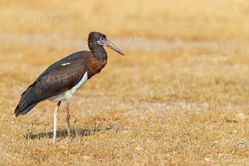 Abdim's stork, rain stork, Abdim, (Ciconia abdimii), African stork species, family of storks, Raysut Water Treatment Plant, Salalah, Dhofar, Oman