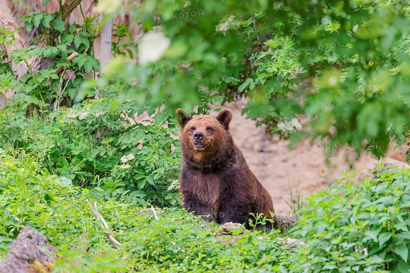 A female brown bear (Ursus arctos arctos) sits in dense vegetation on hilly terrain, surveying her territory. Transylvania, Romania