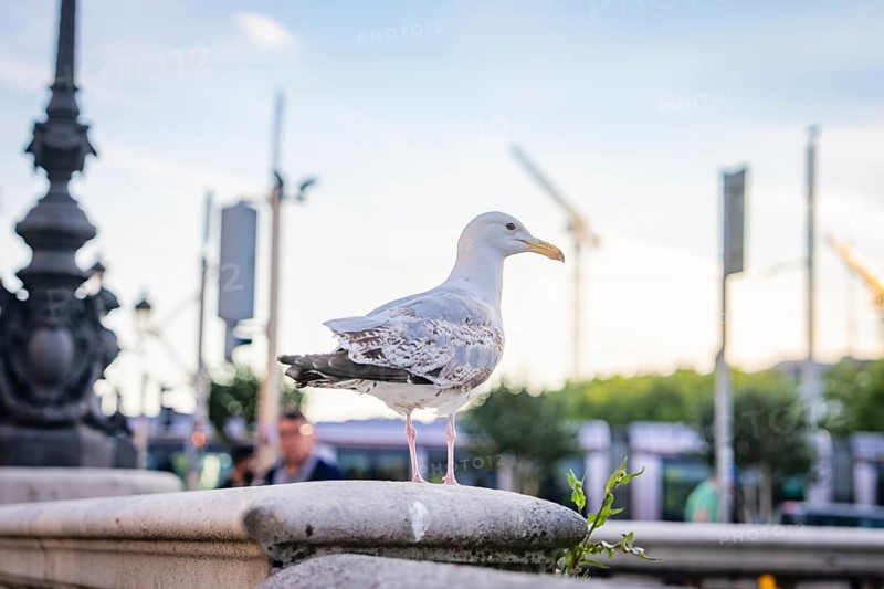 A seagull stands on a stone wall in the city during daylight with soft lighting, Dublin, Ireland