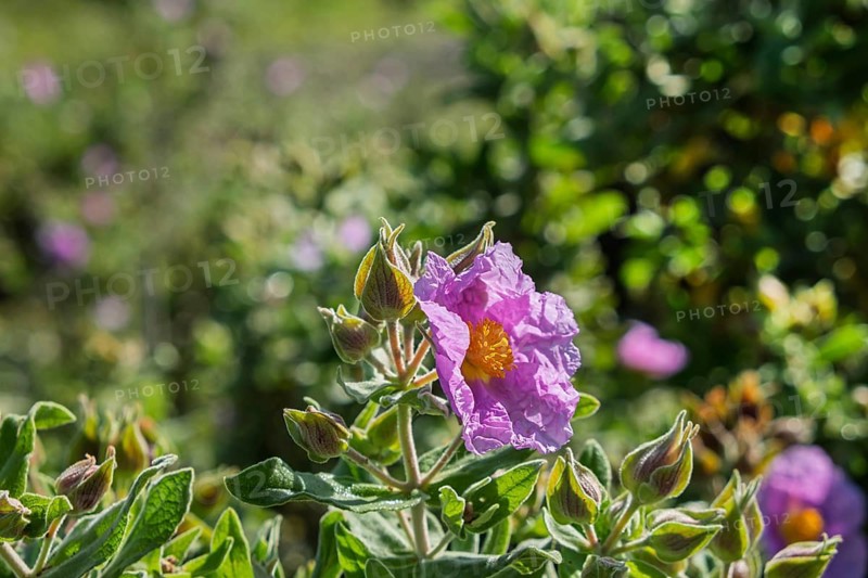 Purple rockrose (Cistus x purpureus), Andalusia, Spain