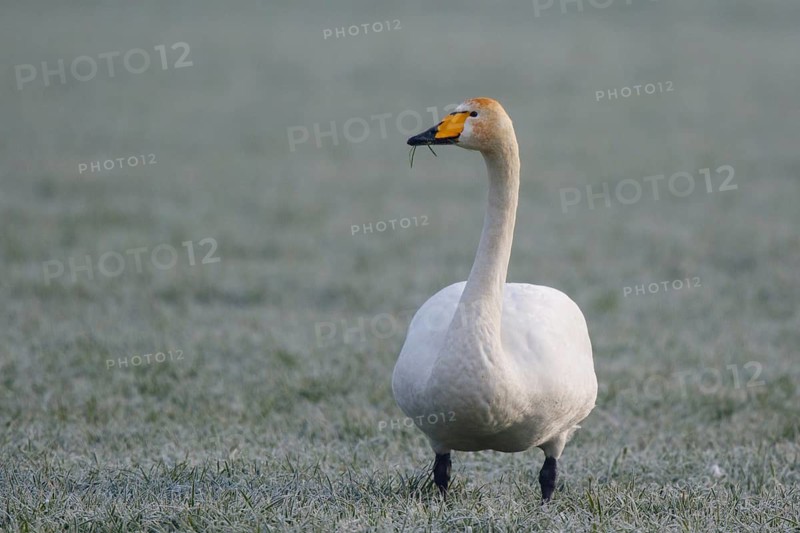 Whooper Swan (Cygnus cygnus), North Rhine-Westphalia, Germany