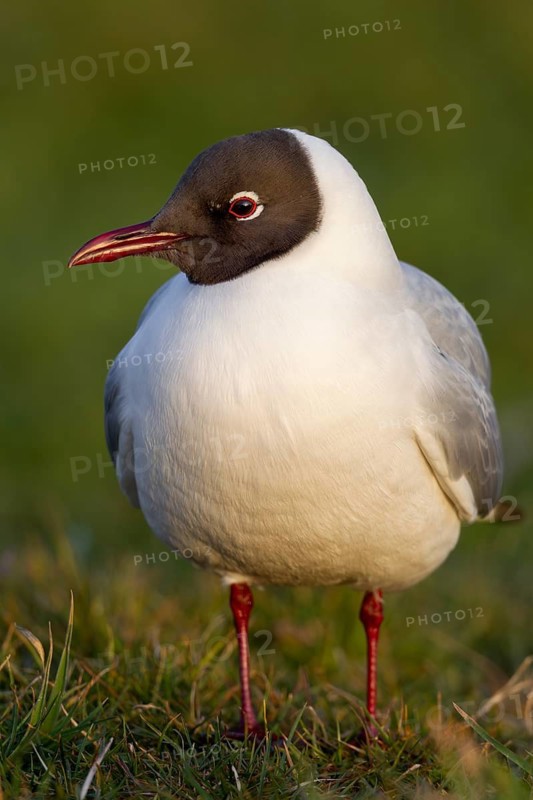 A black-headed gull (Chroicocephalus ridibundus) in the evening sunlight, summer plumage, breeding plumage, seabird, beach bird, coastal bird, April, Germany