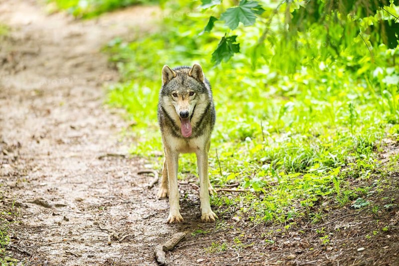European gray wolf (Canis lupus lupus) in the forest, Germany