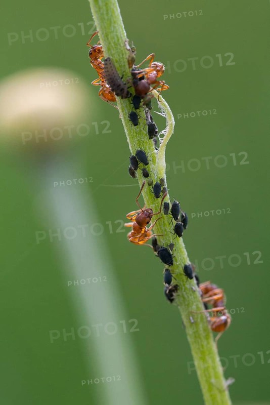 Ants, ant, European fire ant, formicidae, garden ant, hymenoptera, knot ant, Myrmica rubra, red garden ant, red-yellow knot ant, aphid, aphids, common red ant, high size, portrait format, insects, ladybug larva