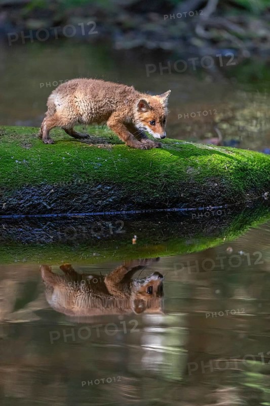 One young red fox, Vulpes vulpes, walking over a mossy rock in a shallow forest creek in late light. Searching for food