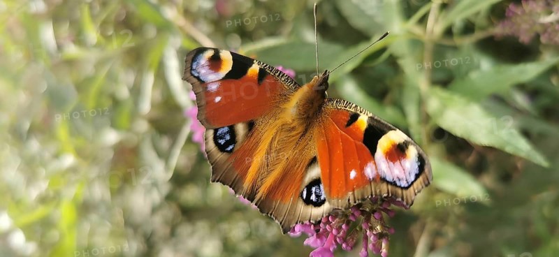 Colourful butterfly, peacock butterfly (aglais io) on a flower in nature, Rennsteig, Franconian Forest nature park Park, Upper Franconia