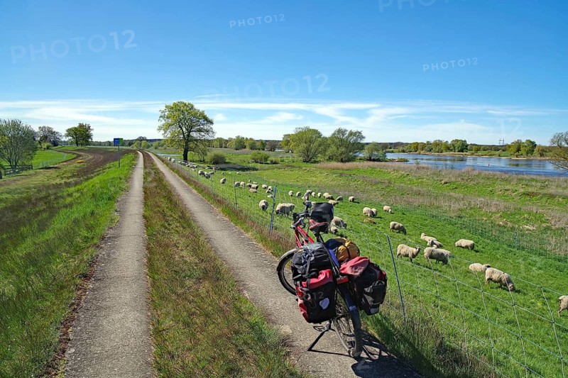 A bicycle stands on a path next to grazing sheep on a river, spring, bicycle tourism, bicycle travel, Mödlich Elbe, Mecklenburg-Western Pomerania, Germany