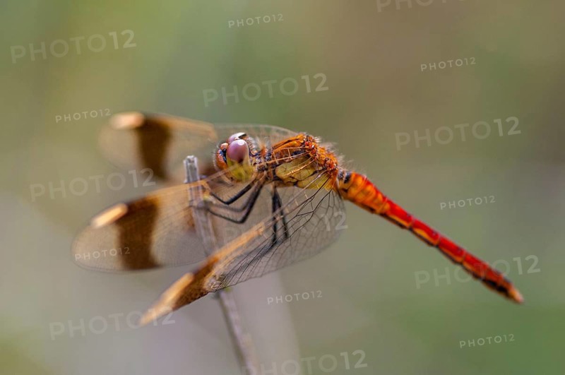 2009, banded darter, Brandenburg, banded heather, Germany, Nabu, national natural heritage, natural paradise Grünhaus, Sympetrum pedemontanum, anisoptera, post-mining landscape, damselflies, dragonflies, female, green house, insects, dragonflies, odonata, female