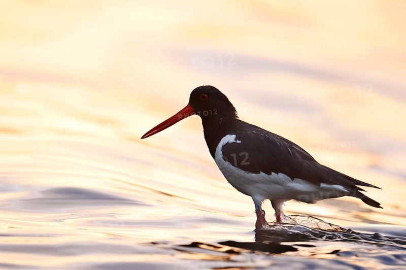An oystercatcher (Haematopus ostralegus) stands in the water at sunrise, North Rhine-Westphalia, Germany