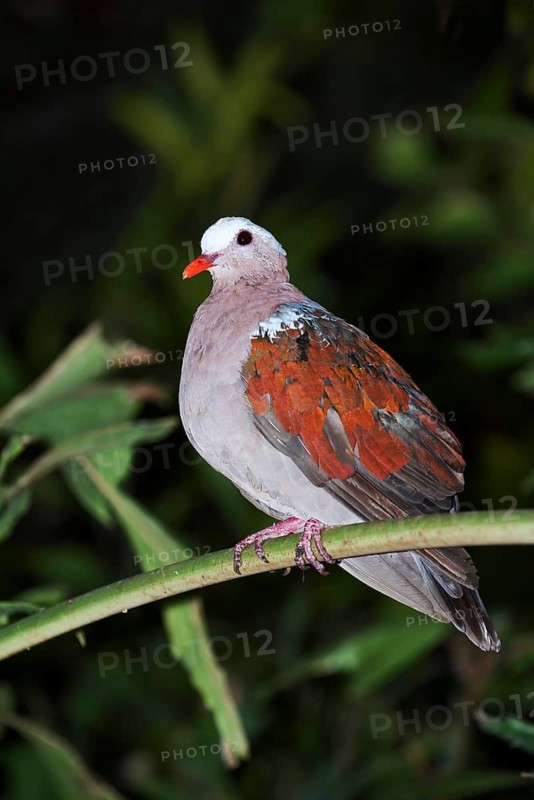 Grey-capped glossy pigeon or green-winged pigeon (Chalcophaps indica) sits on a branch, captive, occurring in Asia and Australia