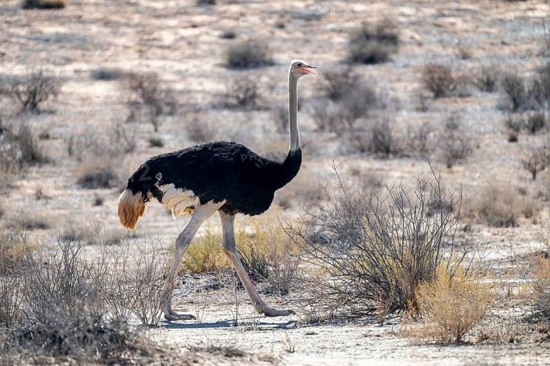 Male common ostrich (Struthio camelus), Kgalagadi Transfrontier National Park, Northern Cape, South Africa