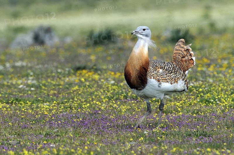 Great Bustard (Otis tarda), Extremadura, Spain