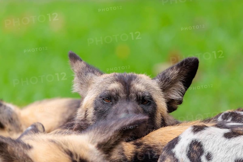 A pack of 4 African Wild Dogs, Lycaon pictus, rest on a green meadow