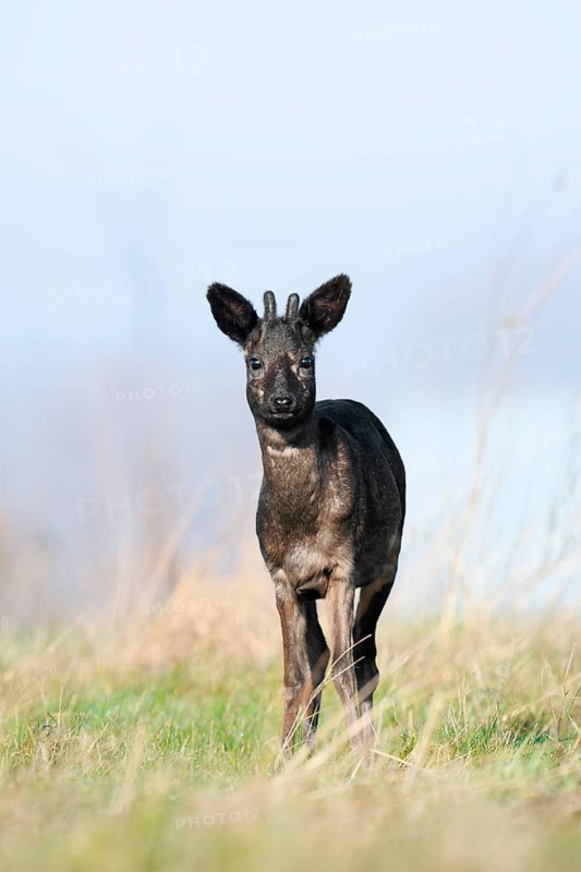 European roe deer (Capreolus capreolus), black roe deer, roebuck with velvet antlers, Lower Saxony, Germany