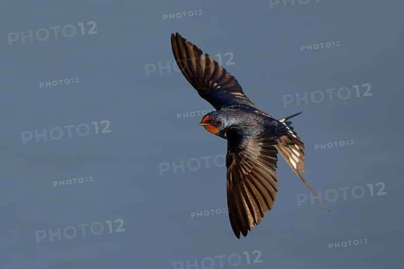 Barn Swallow (Hirundo rustica) flying, Mecklenburg-Western Pomerania, Germany