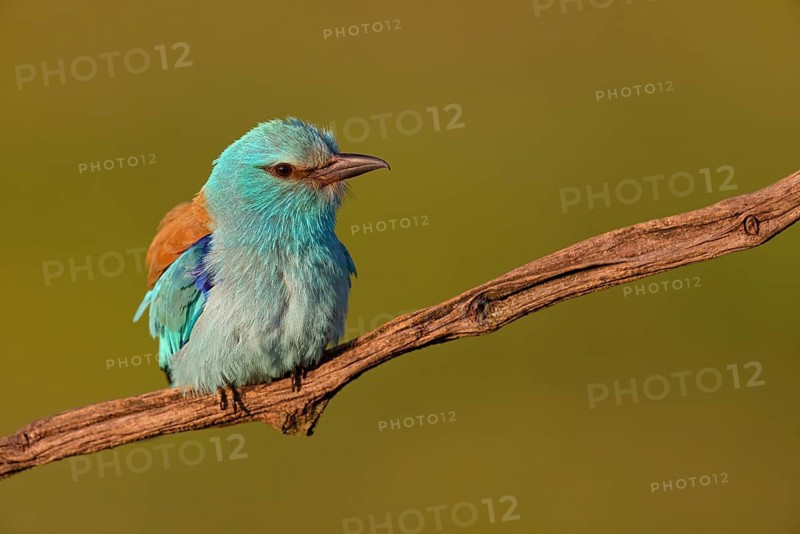 European roller (Coracias garrulus), on perch, Tower Hide, Tiszaalpár, Kiskunsági National Park, Bács-Kiskun, Hungary