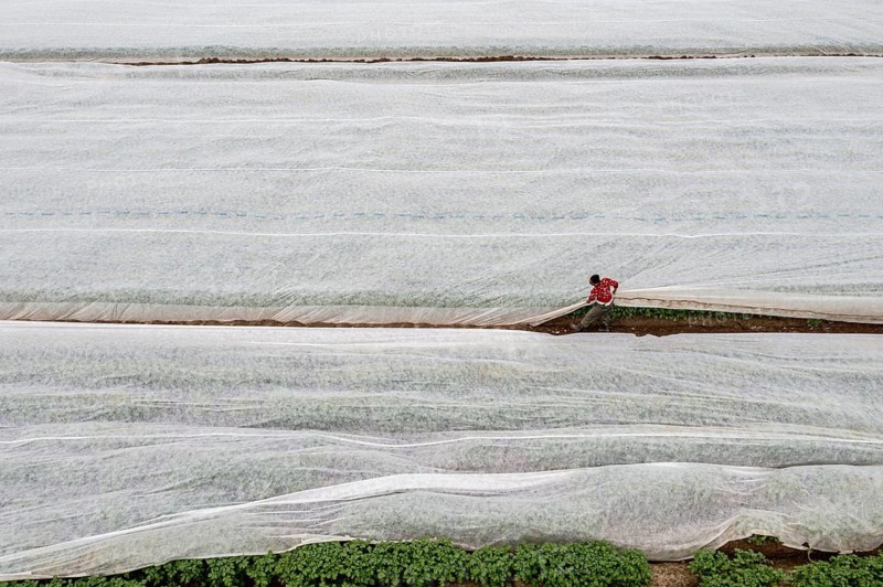 Potato field, fleece cover is removed, the fleece is intended to protect against weather influences, pests, hailstorms in spring and supports growth at low temperatures, here early potatoes, 6 weeks after planting, a good 3 weeks until harvest, North Rhine-Westphalia, Germany