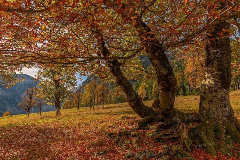 Engtal, Großer Ahornboden, Karwendel Mountains, Limestone Alps, Austria, autumnal coloured sycamore maple (Acer pseudoplatanus) in the sunshine on the Eng