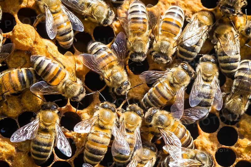 Honey bees on honeycomb in a beehive, Lower Saxony, Federal Republic of Germany